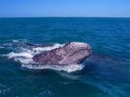 Российские экологи решили сообща спасать серых китов