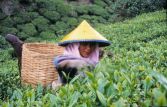 Китай поможет Грузии в возрождении и развитии чаеводства