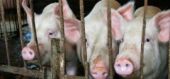 Литва намерена запросить у ЕС 20 млн евро на борьбу с африканской чумой свиней